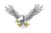 Eagle illustration vector